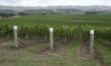 La viticultura en Nueva Zelanda