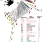 Principales características del genoma de cepas enológicas de <i>Saccharomyces cerevisiae</i>