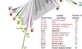 Principales características del genoma de cepas enológicas de Saccharomyces cerevisiae