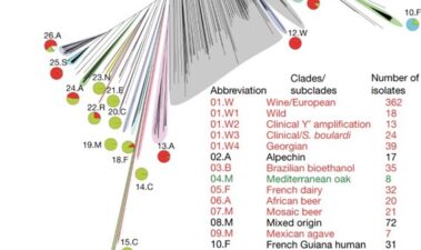 Principales características del genoma de cepas enológicas de Saccharomyces cerevisiae