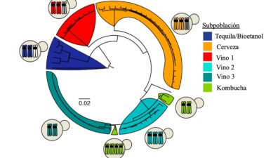 Diversidad genética de las especies de Brettanomyces: Una visión integral